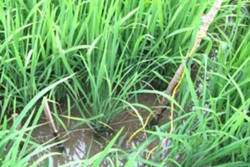 Cà Mau: Liên tiếp xảy ra tai nạn điện giật chết người