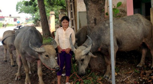 Từ phố lên núi trộm cắp trâu