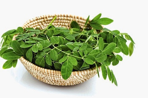 Chùm Ngây - loại rau sạch, giàu chất dinh dưỡng của thế kỷ 21