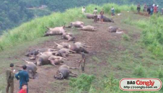 Hà Giang: Bàng hoàng sét đánh chết 19 con trâu
