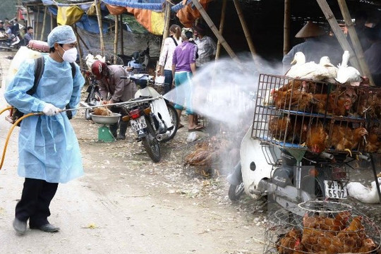 Xuất cấp vắc xin, hóa chất sát trùng cho 8 địa phương