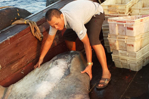 Cá mặt trăng quý hiếm nặng 300kg mắc lưới ngư dân