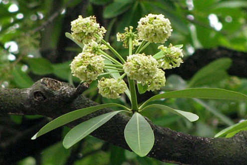 Hương hoa sữa – Hương của Hà Nội