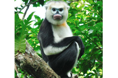 Vingroup công bố Chương trình Bảo tồn Động vật Vinpearl Safari