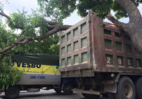 Xe "hổ vồ" húc bật gốc cây xà cừ cổ thụ