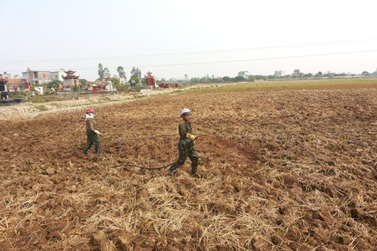 Kỹ thuật bón phân hữu cơ MV-L cho cây lúa lai