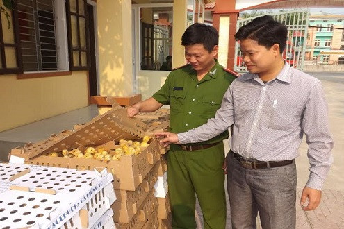 Nghệ An: Tiêu hủy gần 3.000 con gia cầm không rõ nguồn gốc