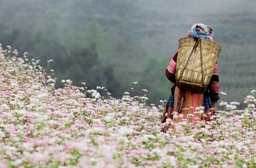 Dấu ấn Lễ hội hoa Tam giác mạch Hà Giang