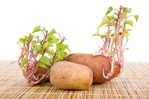 Cẩn trọng với những loại rau củ dễ "rước họa vào thân"
