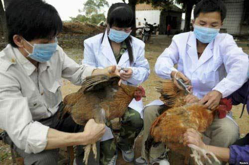 Dịch cúm A/H5N6 bùng phát tại nhiều địa phương trên cả nước