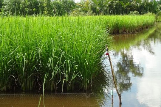 Giăng điện bẫy chuột, người đàn ông bị giật chết