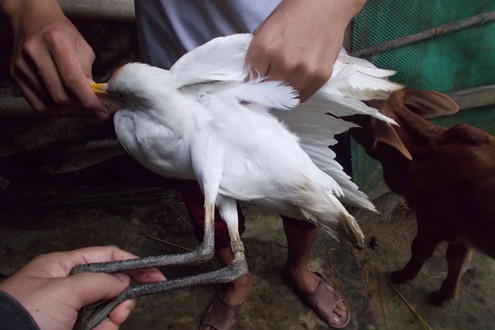 Bắt được cò lạ đeo vòng có ký hiệu chữ Trung Quốc