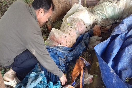 Hãi hùng trái cây ngâm bốc mùi làm ô mai, mứt Tết