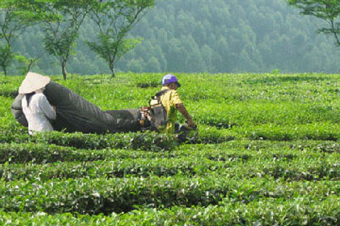 Sắp xếp, đổi mới công ty nông nghiệp tỉnh Hòa Bình