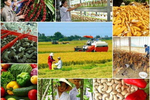 Quyết liệt tái cơ cấu ngành nông nghiệp
