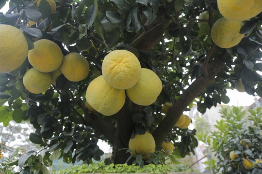 Cận cảnh cây bưởi "đổi 3 cây vàng" không được ở Hà Nội