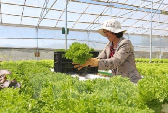 Tin tức kinh tế ngày 14/1: 300.000 tấn rau xanh Đà Lạt phục vụ Tết