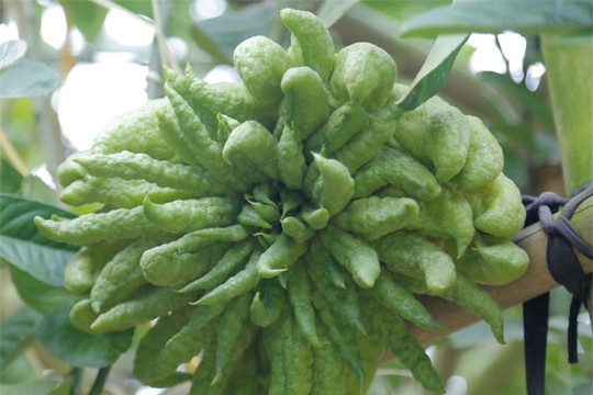 Những nông dân thành tỷ phú nhờ phật thủ