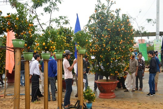 Tưng bừng ngày hội quất cảnh Cẩm Hà ở Hội An