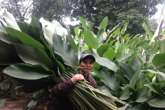 Lá dong Tràng Cát…. “nhường” đất cho cam