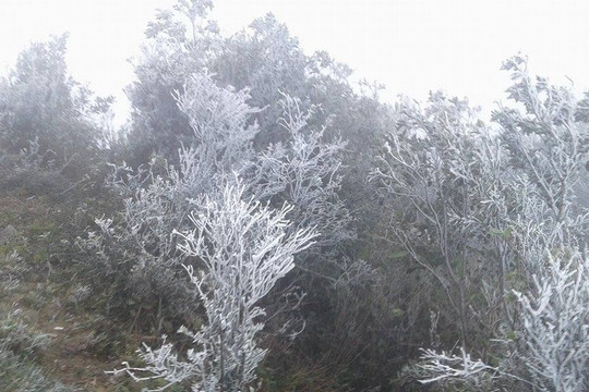 Lạng Sơn: Nhiệt độ xuống thấp, băng tuyết phủ trắng Mẫu Sơn