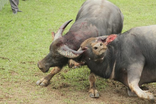 Hà Nội yêu cầu dừng lễ hội chọi trâu vì lý do "bạo lực"