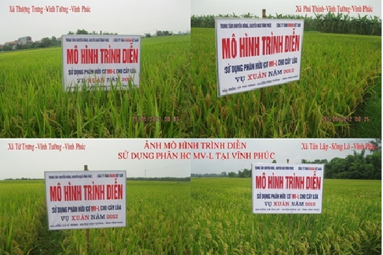 Hiệu quả sử dụng phân hữu cơ MV-L trên cây lúa