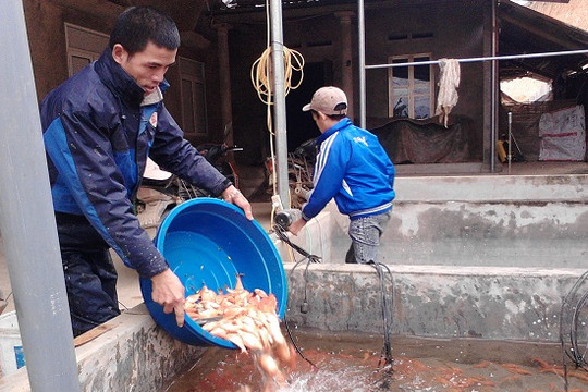 Buồn vui nghề nuôi cá chép đỏ trước ngày Tết ông Công, ông Táo