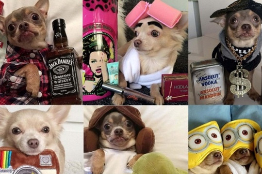 Những cô nàng Chihuahua "mắt lồi" gây sốt cộng đồng mạng