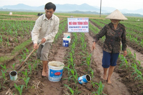 Kỹ thuật sử dụng phân hữu cơ MV-L cho cây ngô lai