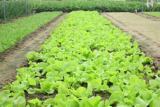 Làng rau Trà Quế - điểm đến hấp dẫn du khách