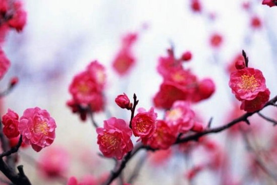 Chuyện lạ từ một cây đào
