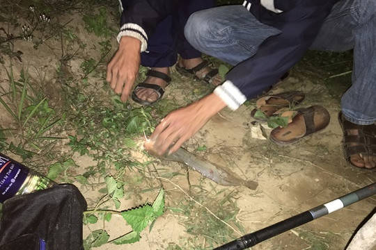 Thú vui câu cá trê đêm ở vùng quê
