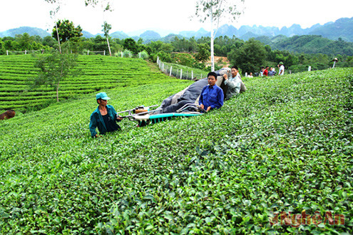 Sắp xếp, đổi mới công ty nông, lâm nghiệp tỉnh Nghệ An