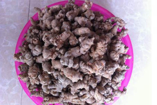 Tam thất - cây thuốc "vàng" từ dân gian