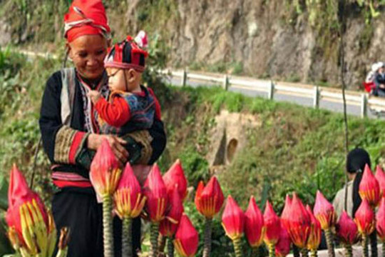 Công dụng chữa bệnh của chuối hột