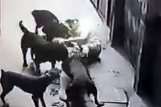 Thú vui nuôi chó và những nguy hiểm rình rập