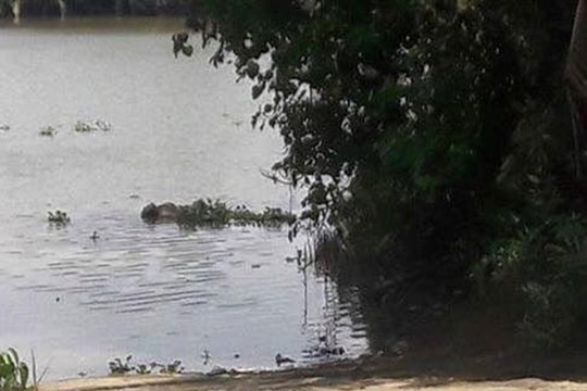 Truy tìm danh tính thi thể một phụ nữ trôi sông