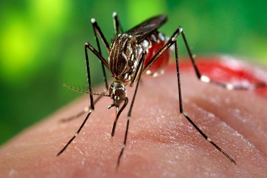 Bộ Y tế thành lập 4 đội phản ứng nhanh với virus “ăn não người”