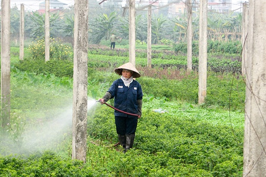 Nan giải bài toán rau sạch ở Hà Nội