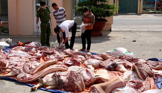 Hơn 1 tấn thịt heo hôi thối trên đường ra chợ bị bắt giữ