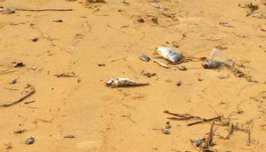 Người dân hoang mang khi cá chết bất thường ven biển Quảng Bình