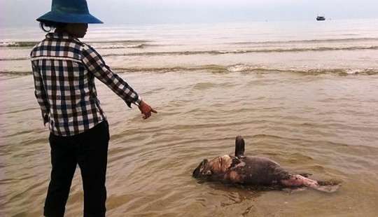 Ngư dân, lái buôn khóc ròng vì cá biển