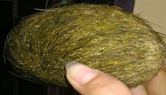 Sự thật "trư cát" phát hiện trong dạ dày lợn nái có giá tiền tỷ