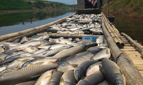 Báo cáo Thủ tướng Chính phủ vụ cá chết trắng sông Bưởi