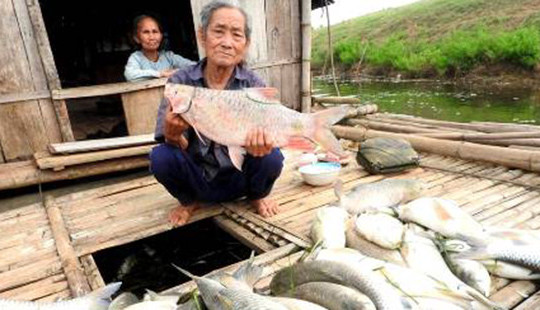 Vụ cá chết trắng sông Bưởi: Nhà máy đường đền bù 1,4 tỷ đồng cho người dân