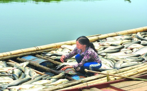 Người dân nhận tiền đền bù sau vụ cá chết trắng sông Bưởi