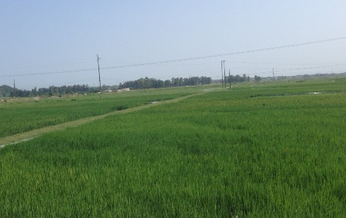 Sau cá chết, người nông dân méo mặt vì nguồn nước ô nhiễm