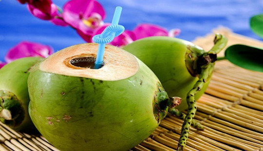 Những người uống nước dừa là sinh bệnh