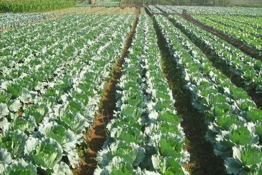 Kỹ thuật bón phân hữu cơ MV-L cho cây bắp cải